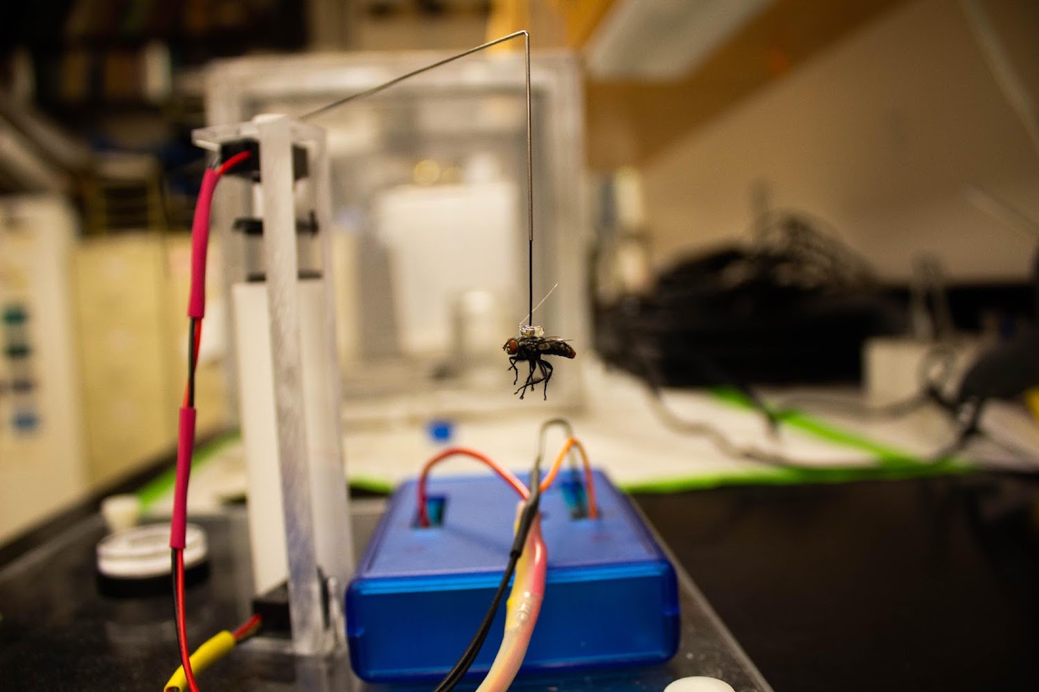 a fly glued to a pole on the spinning treadmill