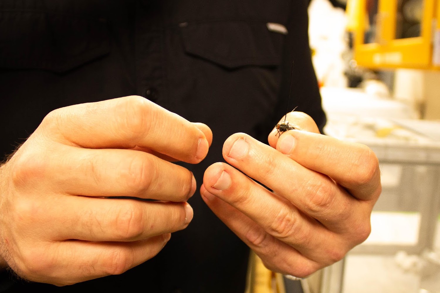 up close shot of gantz holding a fly glue drying on a pin