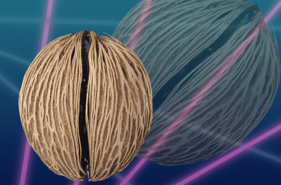 pong pong seed on a laser background