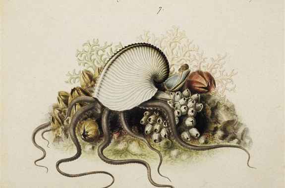 a colored illustration by villpreux-power of the argonaut octopus over barnacles and seabed