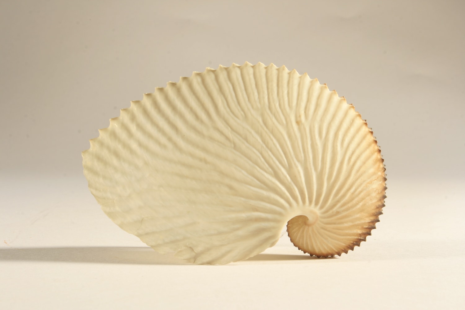 a creamy white shell that's curved like a cornucopia or like a Smurf's cap