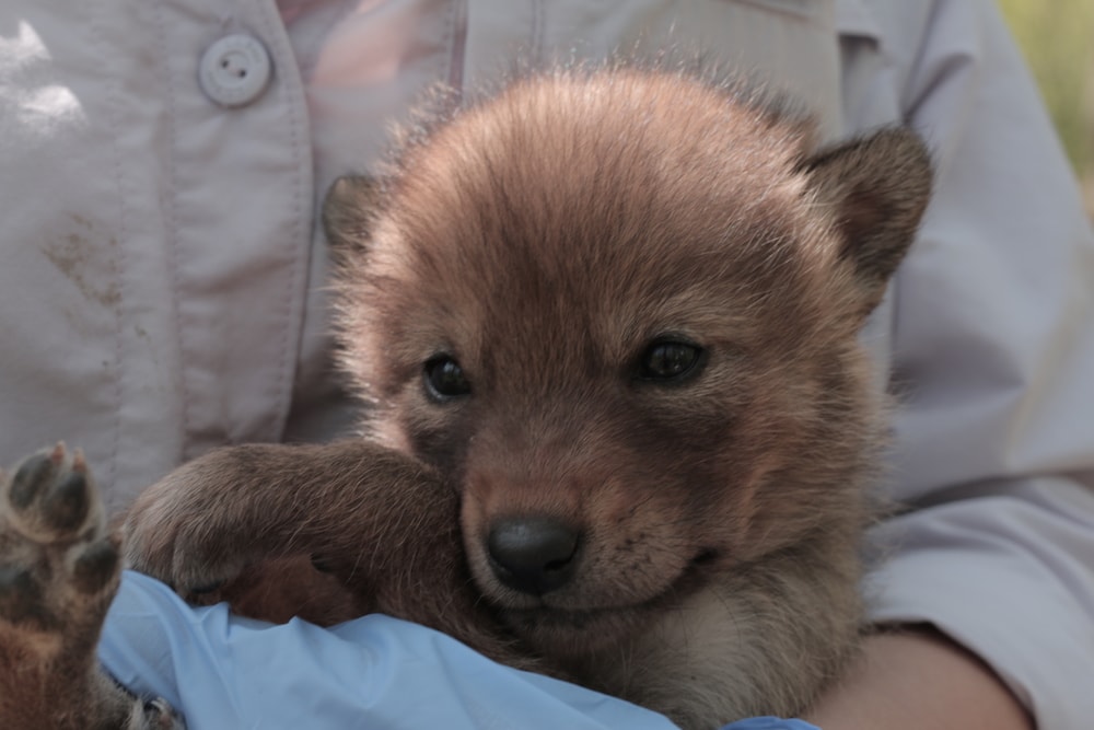 a coyote pup, which looks similar to a dog pup, tucked within the arms of a person