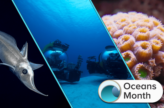 three spliced images of a deep sea longnose chimaera, two submersibles, and a coral