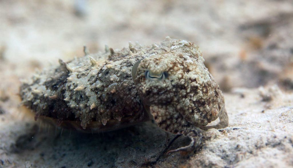 A small cuttlefish with heavily-textured skin and colors that match the sand.