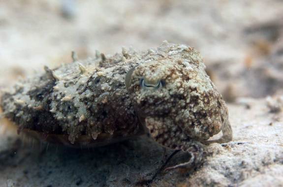 A small cuttlefish with heavily-textured skin and colors that match the sand.