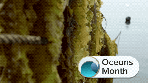 sugar kelp rung up on a line ready to be harvested