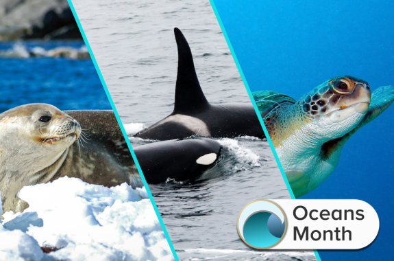 Mapping The Journey Of Marine Animal Migrations