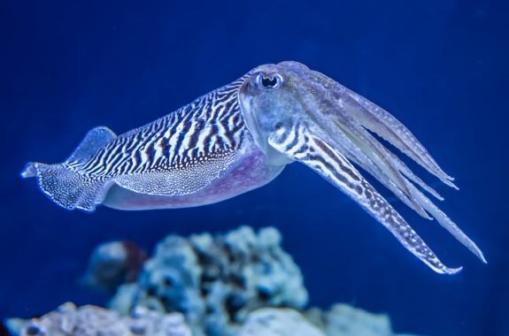 Haikus By Cephalo-Poets