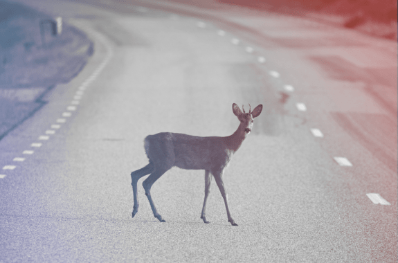 deer standing in road with red and blue filter