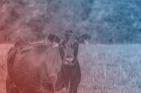 Black Angus brood cow from the chest up to the left with blank area to the right