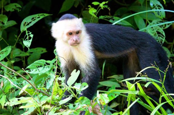 a monkey among leaves