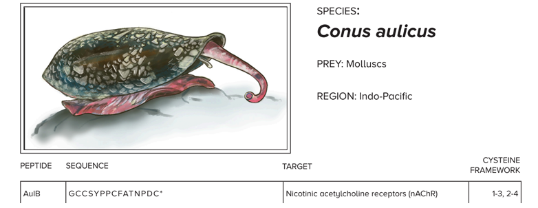 illustration of cone snail with text "species: conus aulicus; prey: molluscs; region: indo-pacific" then, the beginning of a table follows with columns named "peptide; AulB (below in cell); sequence; GCCSYPPCFATNPDC (below in cell); target; Nicotinic acetylcholine receptors (nAChR) (below in cell); and cysteine framework; 1-3, 2-4 (below in cell)
