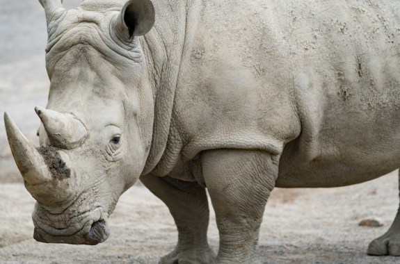 white rhino looking at camera