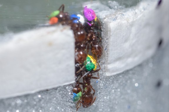 a cross section of a few ants with different-colored abdomens digging a hole together