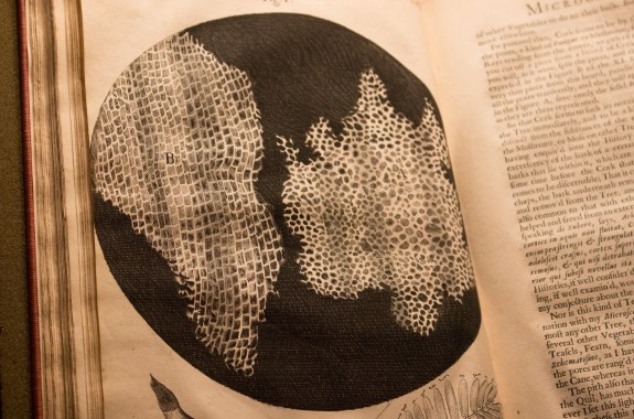 The Origin Of The Word ‘Cell’