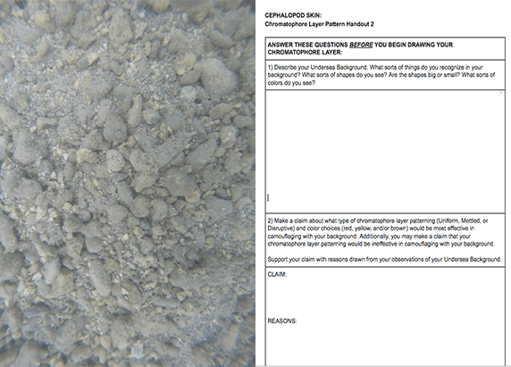 sea bed that is gray and a screenshot of a worksheet