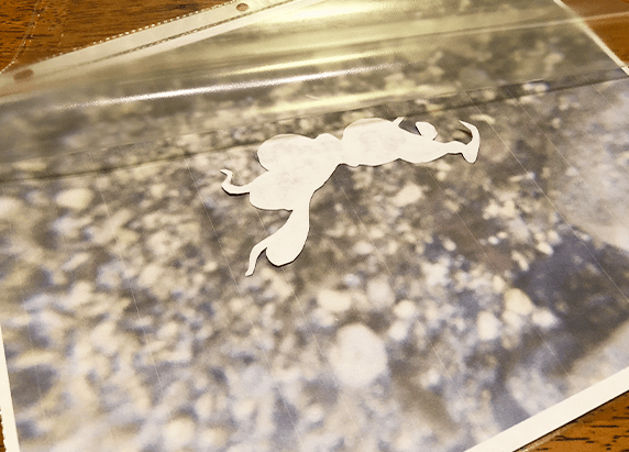 the cut out of a cephalopod on the seabed background in the sheet protector