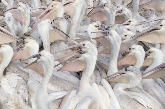 dozens of pelicans filling the frame of the photo