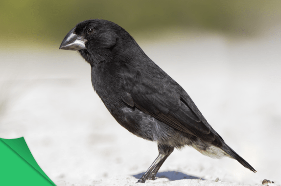 a medium ground finch, a black bird on perched on the ground with a green peel in the left corner