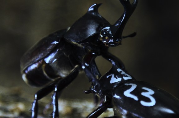 two large black horned beetles are fighting with each other. one is propped up on top of the other