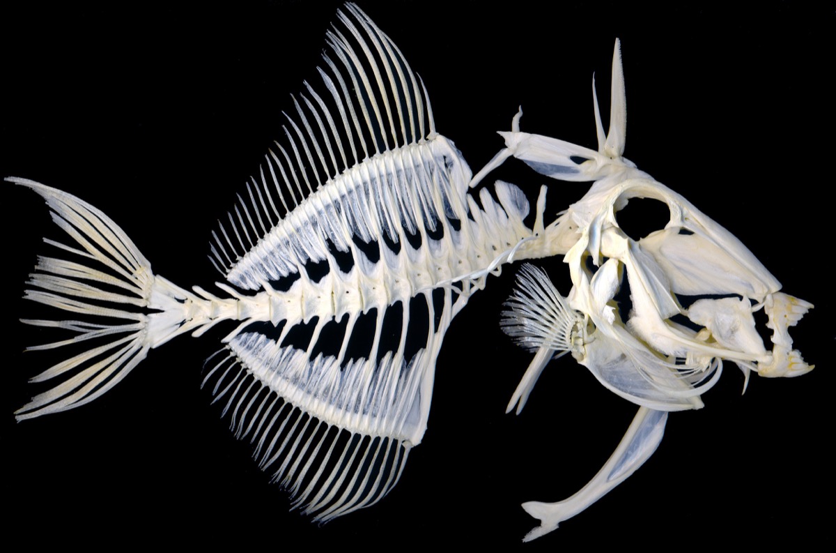 a skeleton of a fish with many bones. the spines of its back begin very long and sharp and begin to decrease in height as they move closer towards the tail