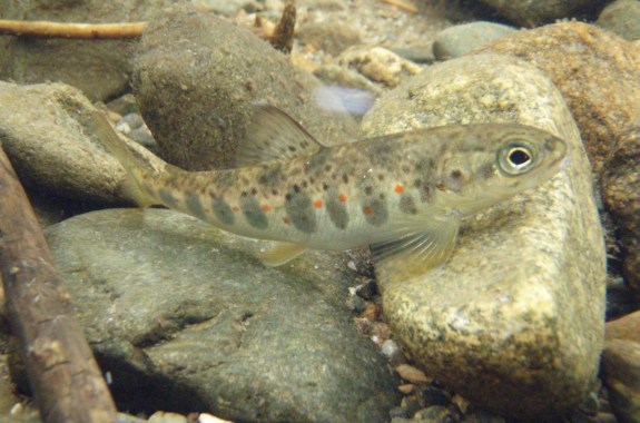 a brown speckled fish swimming by a rocky stream bed