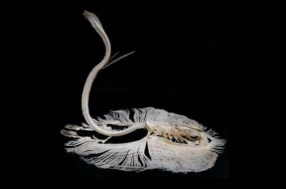 the skeleton of the yellow stingray positioned in a vertical strike. the strike position is arched in an s-like figure, with the venomous barb pointing outward from the tail