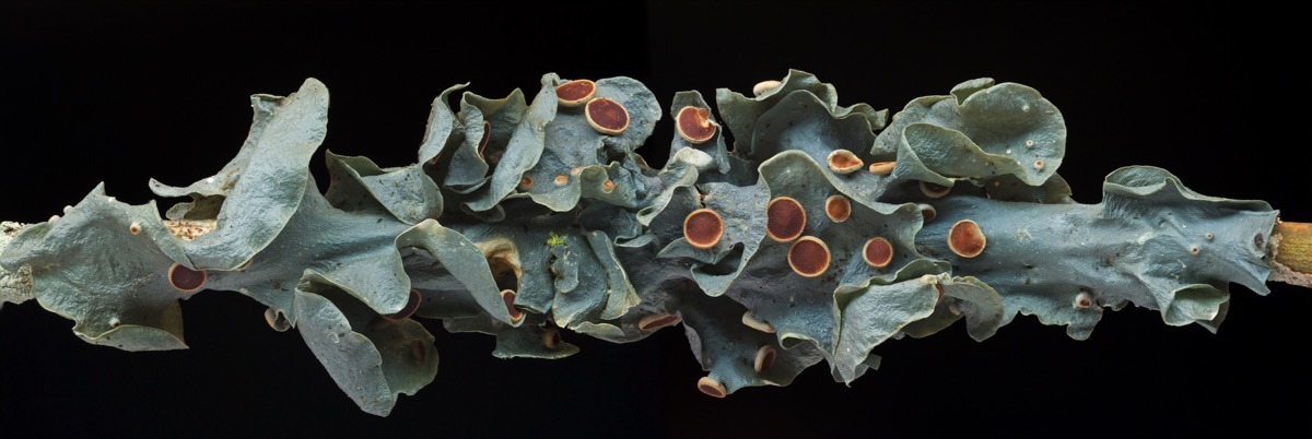 a long more filamentous lichen that is a dark grayish green. parts of it are stripping away from the base