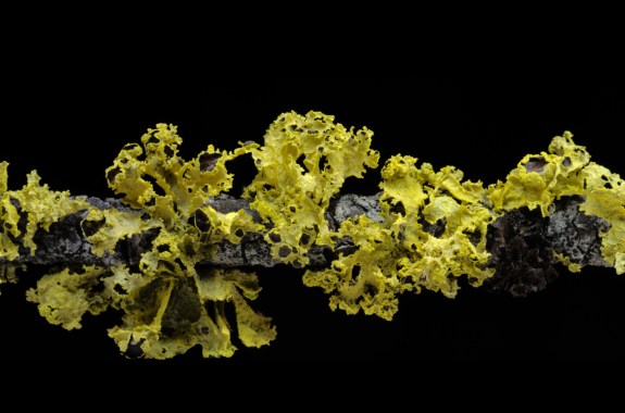 For The Love Of Lichen