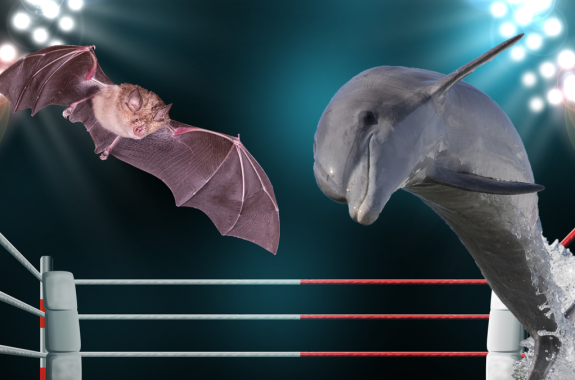 a bat in flight on the left and a dolphin leaping from a wave on the right in a boxing ring