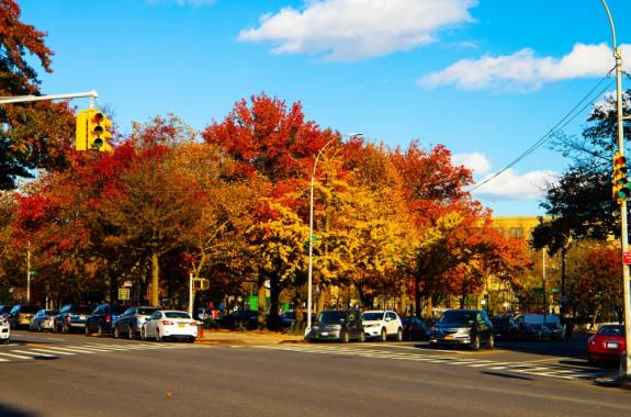 red and orange autumn trees with road and cars bordering them