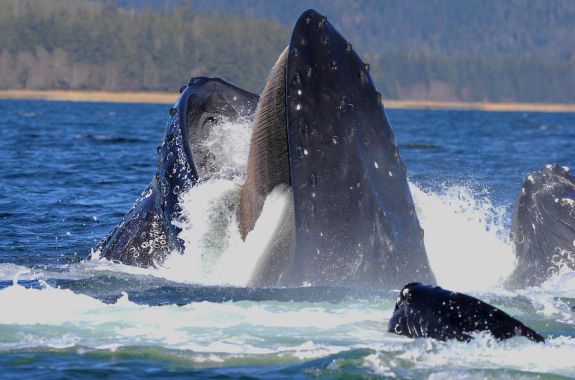 whale mouth, open, breaches through the water, showcasing its hair-like baleen where teeth should be