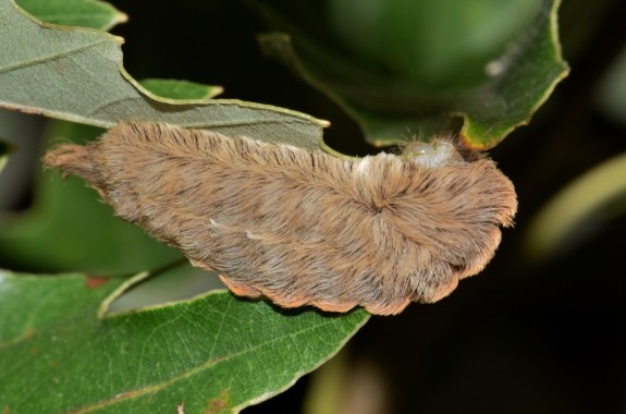 a fuzzy looking tan hairy blog on a green leaf