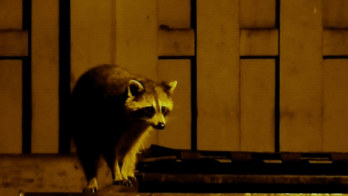 a raccoon goes dumpster diving