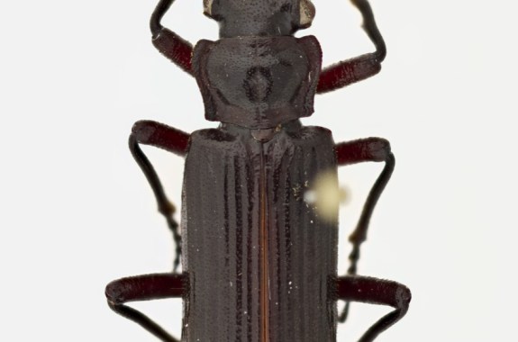 A close up image of a brown, thin beetle, taken from above