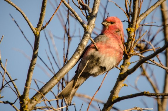 Gaga For Grosbeaks? Coveting Chickadees? Devoted To Ducks?