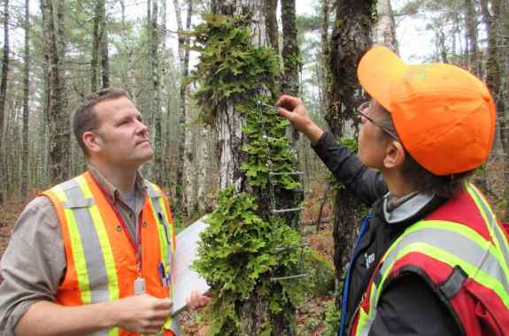 two people in safety vests in a forest inspecting a tree with green lichen with a small ladder-like device attached