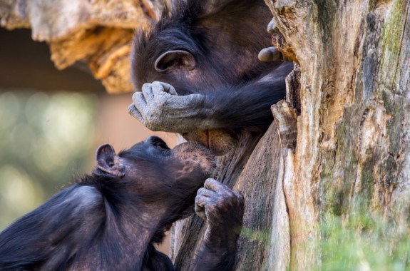 two chimpanzees kiss in a tree