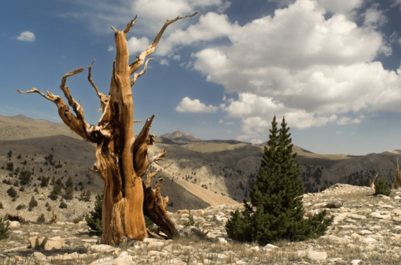 two trees, one larger with twister gnarled bark with no leaves and the other, shorter, with leaves, on a mountain