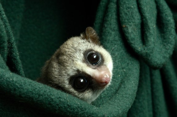 tiny lemur looking at the camera with its big eyes while wrapped in a green blanket