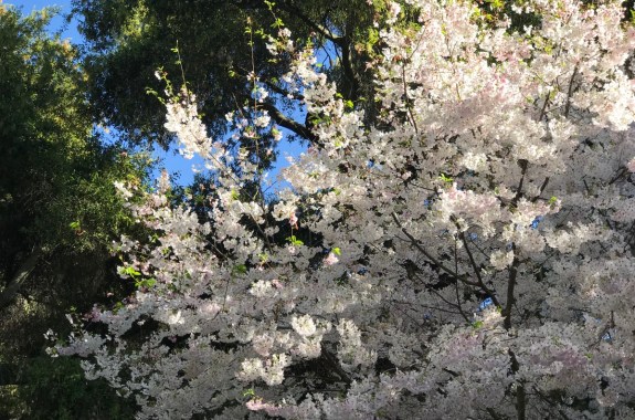 soft, frothy light pink flower blooms on a tree next to the blue sky and trees with green leaves