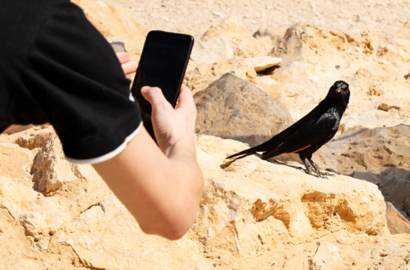 a human arm holding a smartphone is taking a picture of a black bird in a desert, dry environment