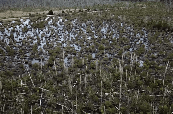 a swampy field half-filled with rotting tree stumps
