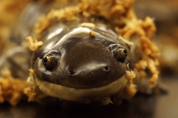 close up shot of salamander and its shoulders looking straight at camera