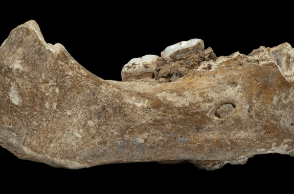 A brownish jawbone with two teeth from the ancient human relative denisovan on a black background