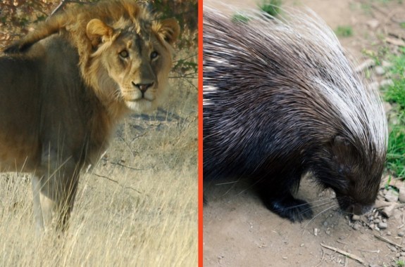 two pictures combined into one. on the left, a male lion stands in the savannah looking confused. on the right, a brown porcupine with white quills forages in the dirt