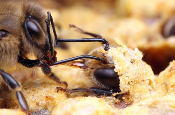 two bees touching their antennas together