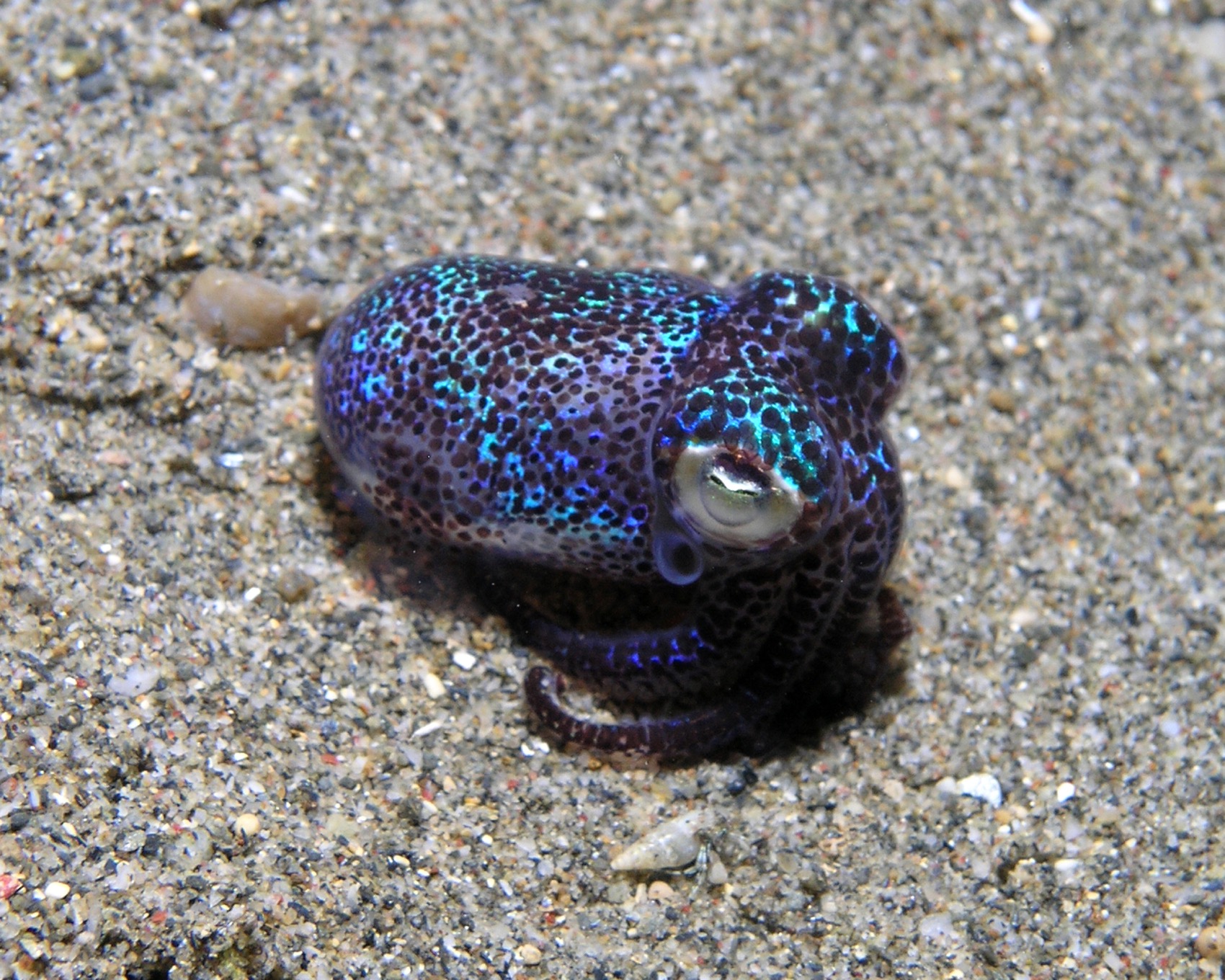 a dotted multi-colored tiny squid lays on the sandy ocean floor