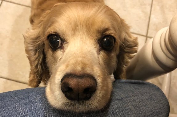a dog rests its head on someone's knee, looking into the camera with its deep, begging, and impossible-to-ignore eyes