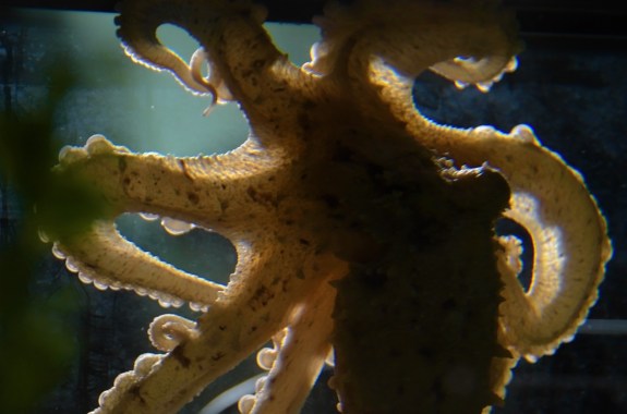 The Distributed Mind: Octopus Neurology